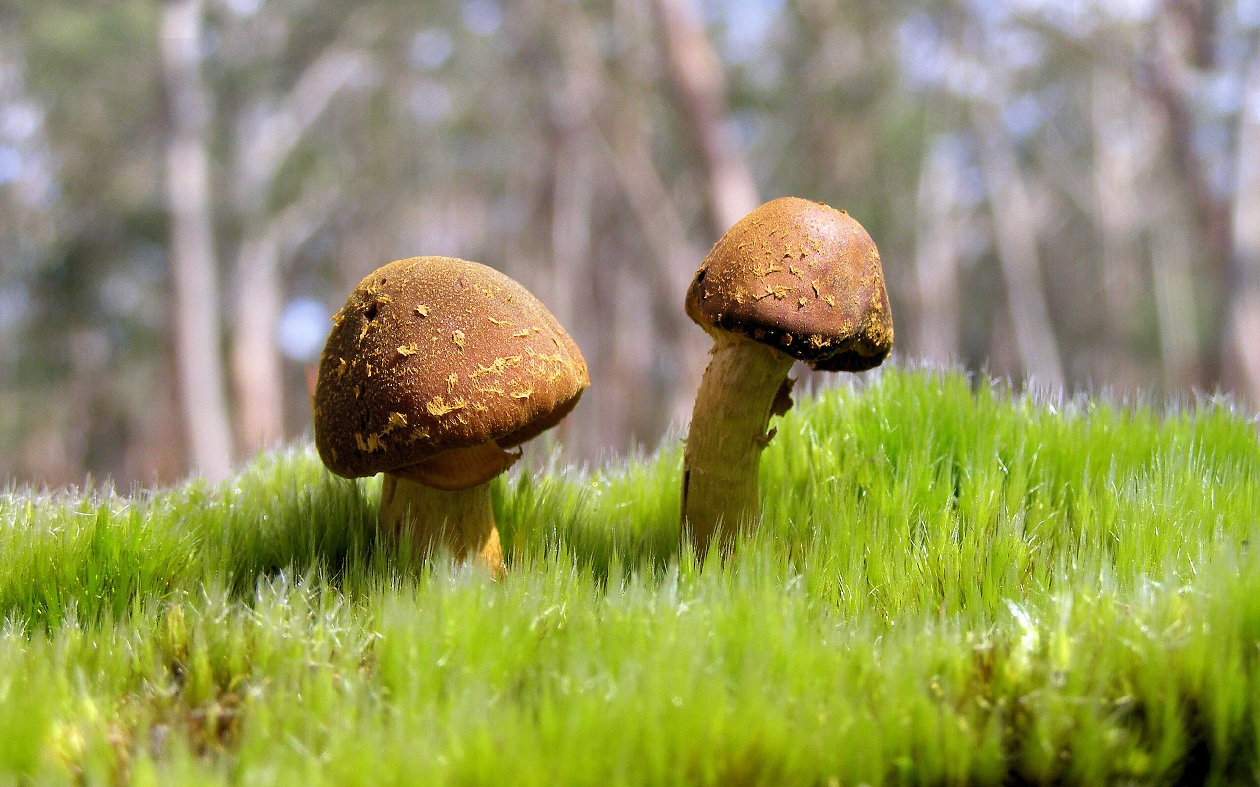 法甲“皇室争霸”:巴黎遭遇强敌,争冠形势严峻