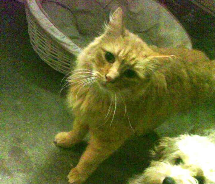 mk体育官网-西甲教练对边后卫支援前插频率变化分析，西甲中后卫