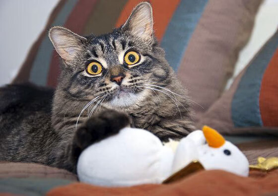 NB Staouéli 第三次夺冠,教练 Mohamed Yahya 带队夺冠,nbl 2021