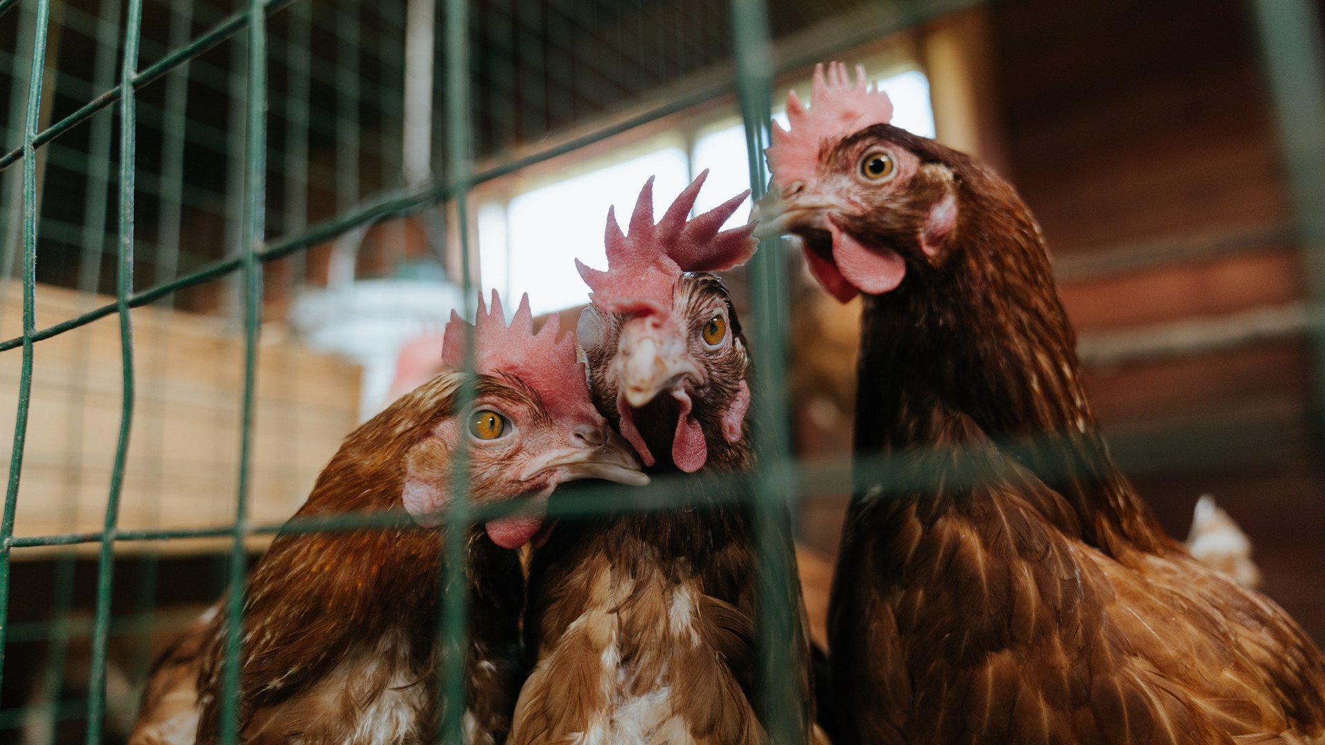 “2025世界运动会：六人制袋棍球展现极速与战术”