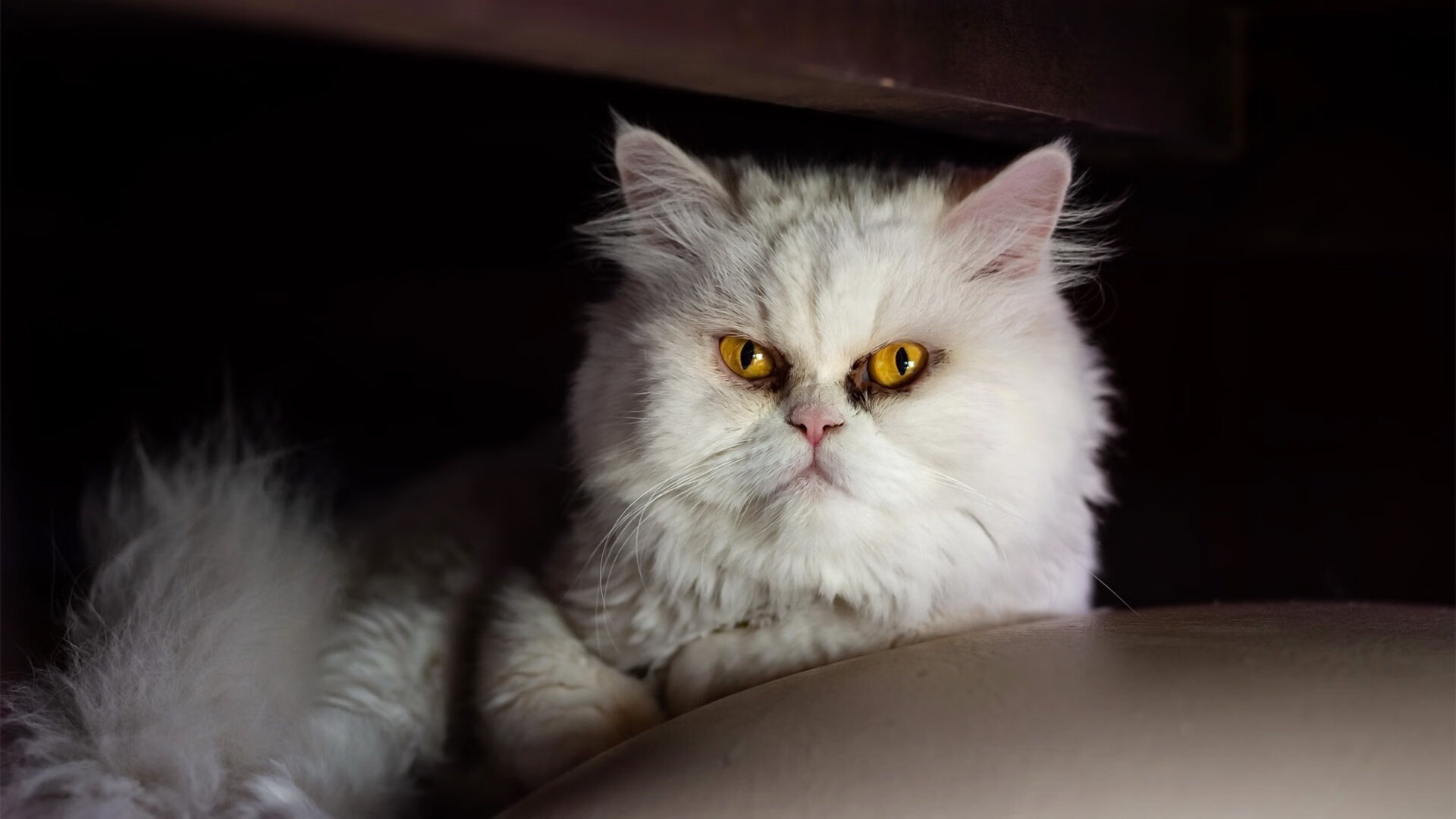 mk体育登录-中国女泳队延续大赛好传统，中国女子游泳联合队