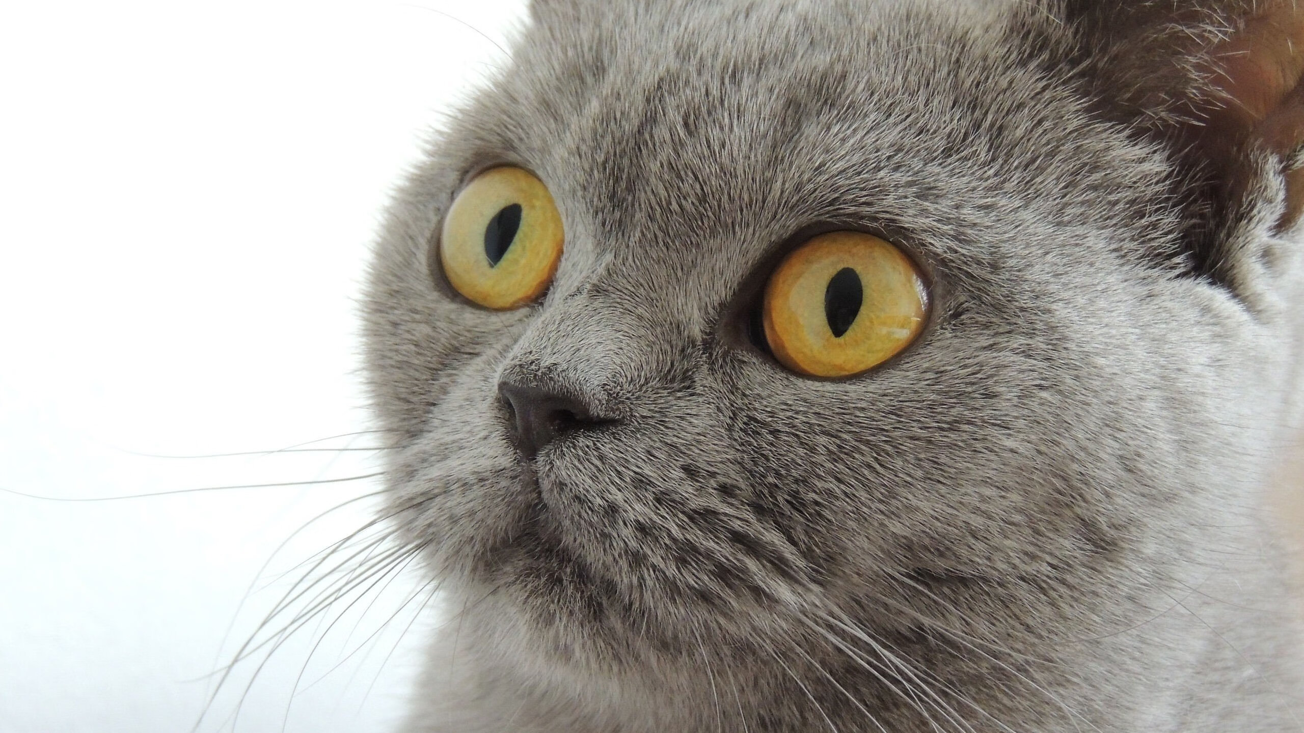 新星爆发是否为豪门球队创造转会资本,新星足球怎么转会