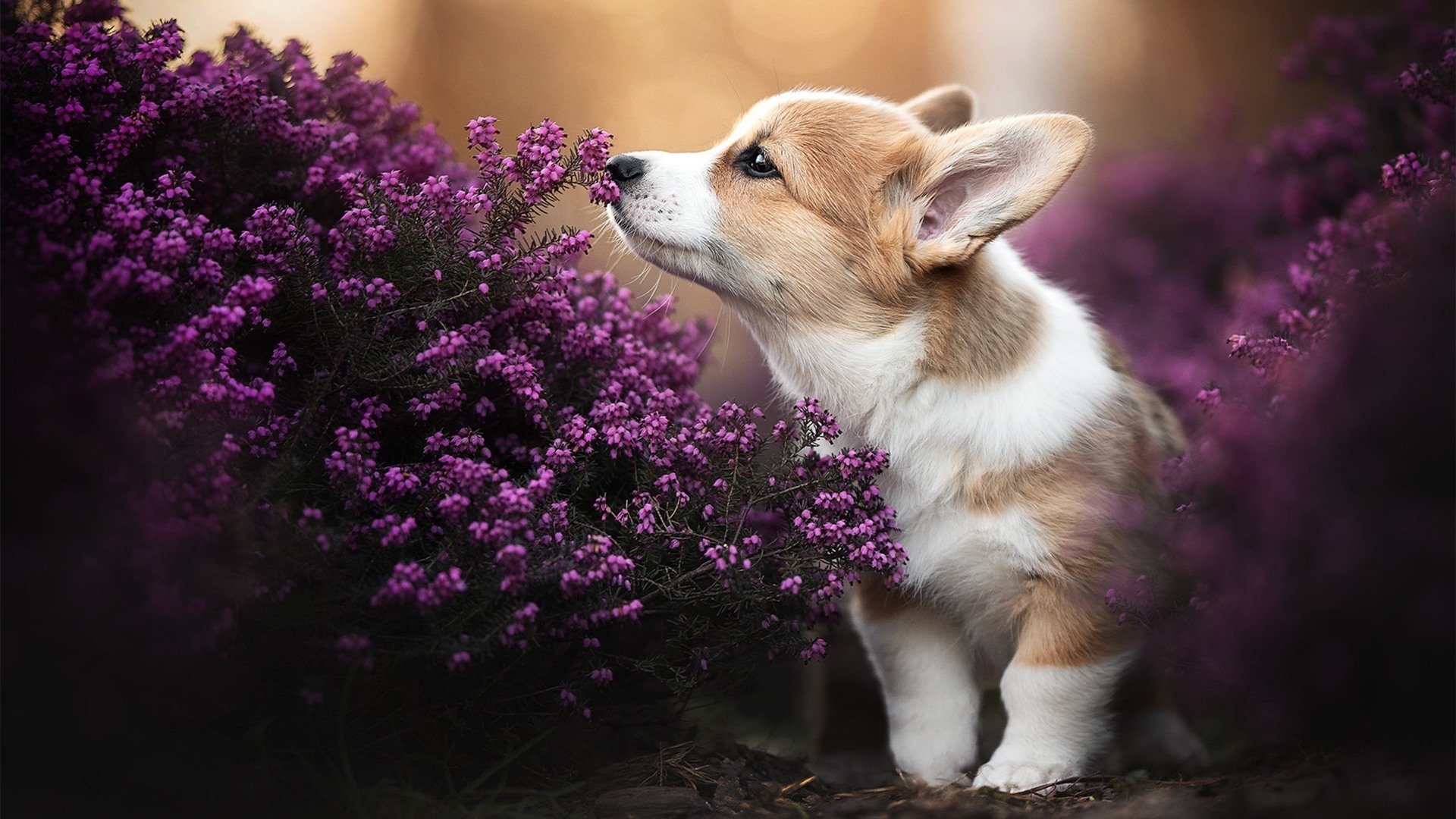 mk体育官方网站-足球教练战术复盘系统实现数据自动化整合，足球训练教练指导视频