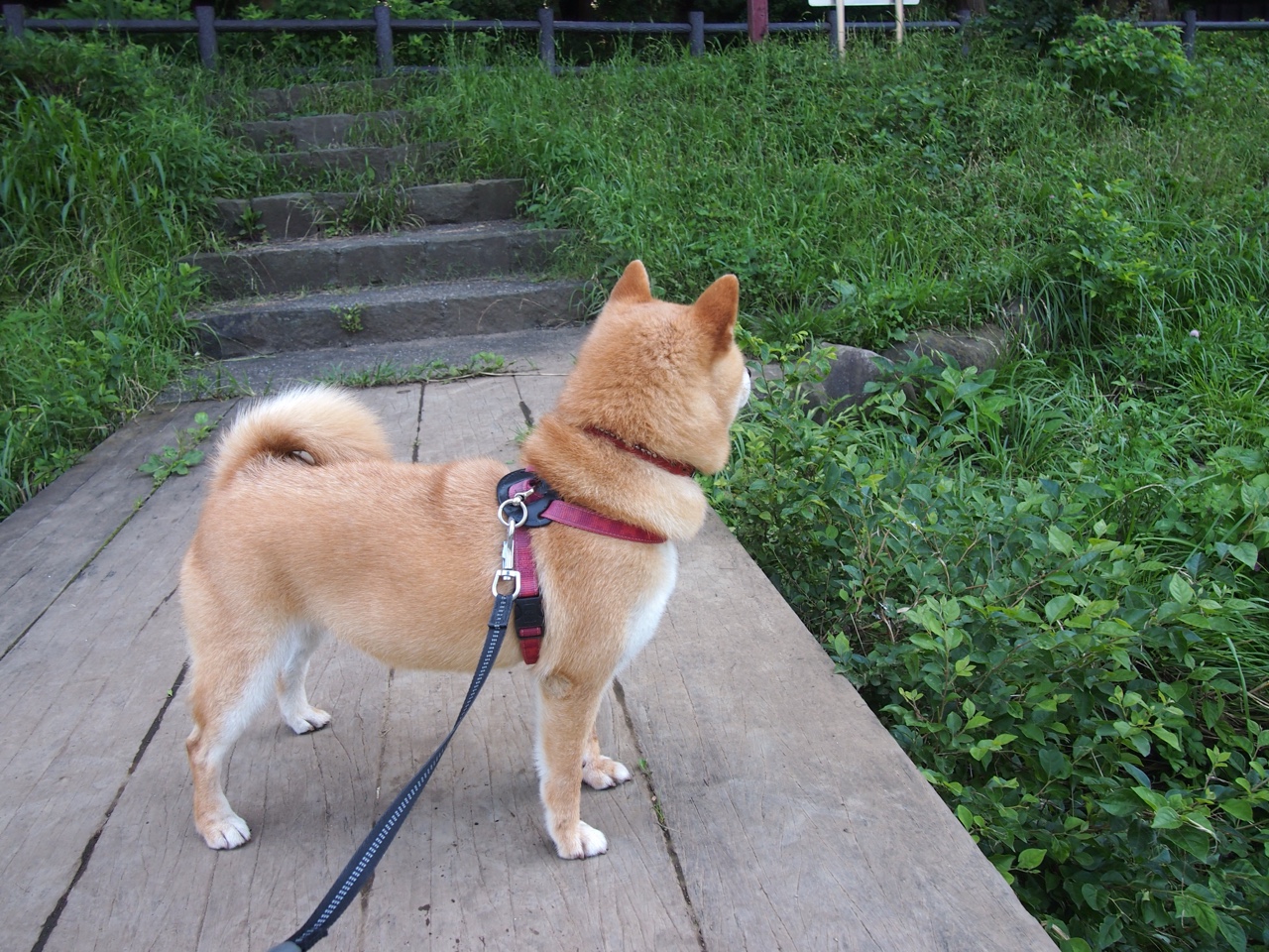 “华金·托比利亚的全能防守与强大突破力,成为美洲狮队不可或缺的一员”