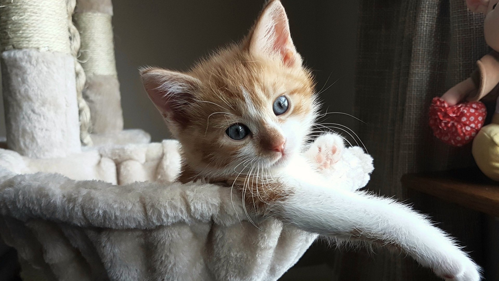 “尼古拉斯·桑特基的精准远射与高效传球,成为美洲狮队攻守兼备的核心”