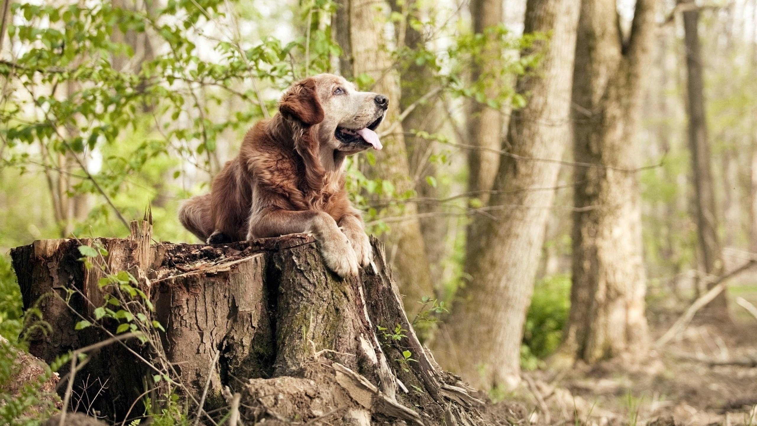 mk体育登录-利物浦欧冠赛场表现出色，冲击更高荣誉
