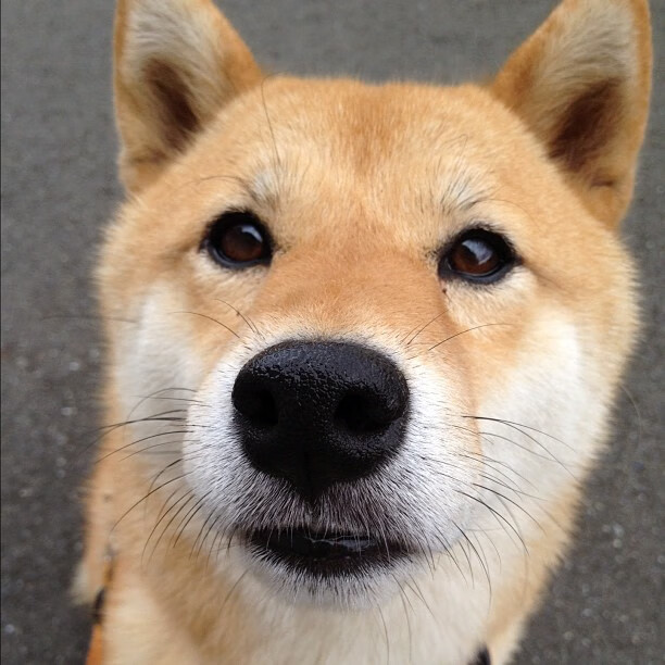 mk体育平台网页版入口-塞尔维亚男篮连续两次夺得欧洲锦标赛冠军，展现不俗实力，塞尔维亚男子足球队欧洲杯