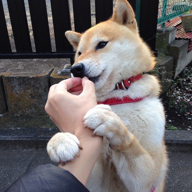 意甲最强反击：瞬间突破，精彩无限！，意甲有哪些厉害的球队