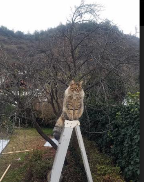 拉文谈防守端专注是公牛逆转关键,公牛球员拉文